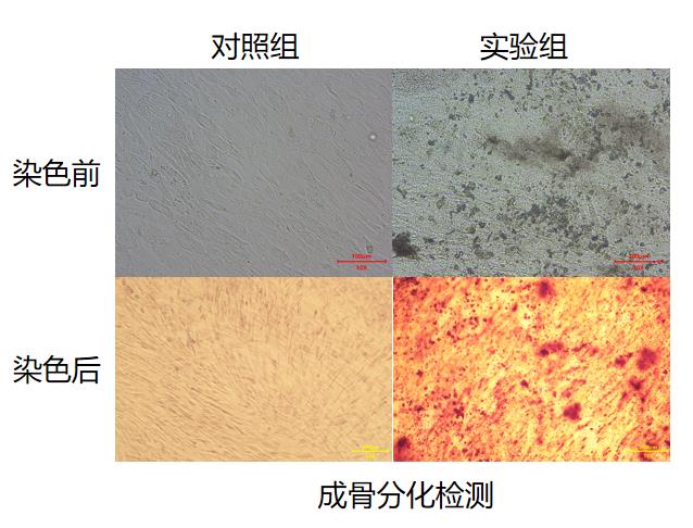 成骨分化檢測(cè)