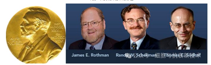 2013年諾貝爾生理學(xué)或醫(yī)學(xué)獎(jiǎng)獲得者