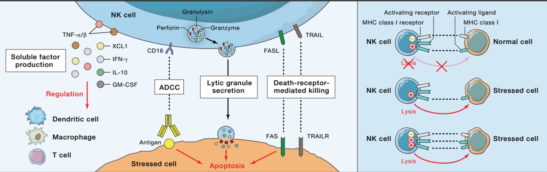 通過(guò)FasL和TRAIL誘導(dǎo)靶細(xì)胞凋亡