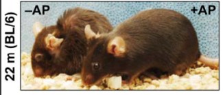 NK細(xì)胞能夠清除衰老的細(xì)胞