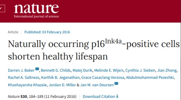 清除衰老的細(xì)胞，對(duì)延緩衰老具有顯著作用，NK細(xì)胞可以發(fā)揮這方面的功能。